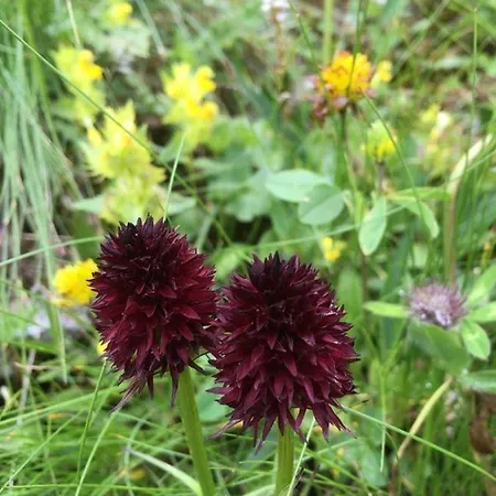 アパート Aurelia ザンクト・ガレンキルヒ