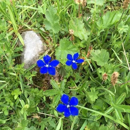 Aurelia * ザンクト・ガレンキルヒ