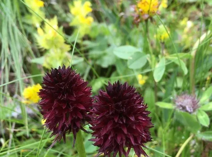 Apartment Aurelia Sankt Gallenkirch